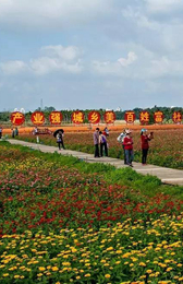 琼海龙寿村以花蔬为媒使农业搭载农旅快车